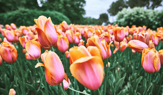tulips-blog img
