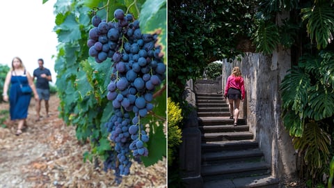 vineyard garden collage