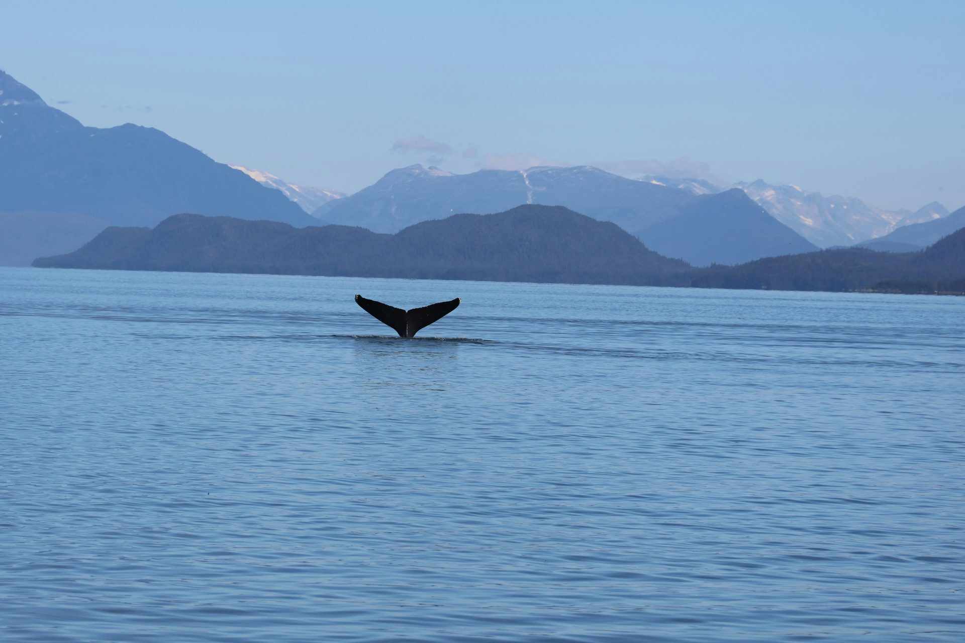 whale fluke