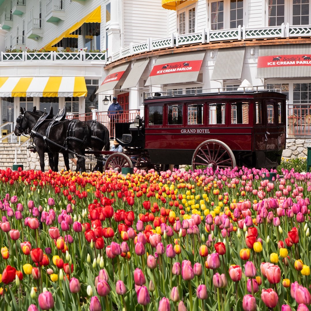 Horse-drawn carriage and spring tulips outside the Grand Hotel on Mackinac Island