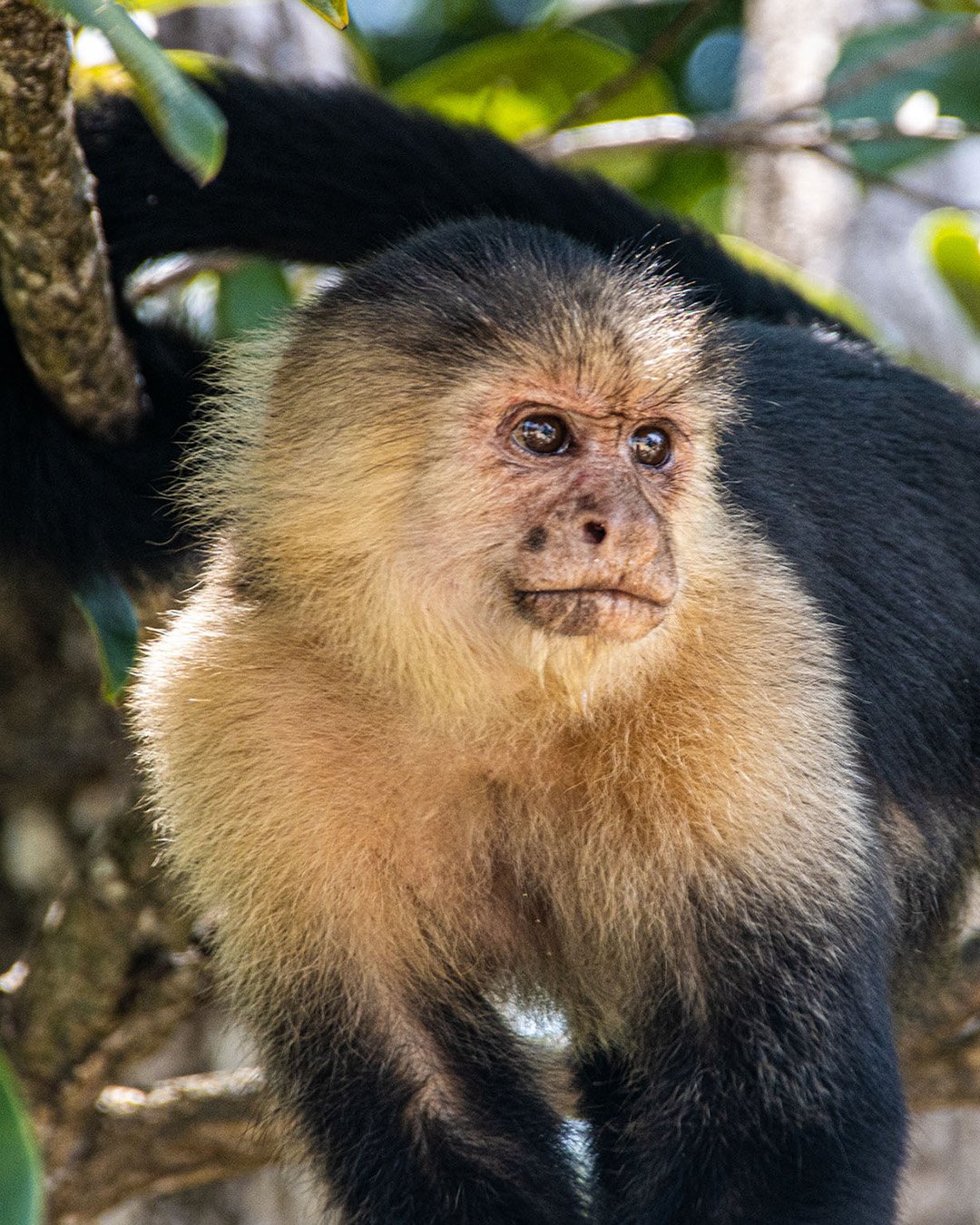 Namu Travel Group Capuchin Monkey