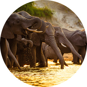 Best of Africa - 300x300px
