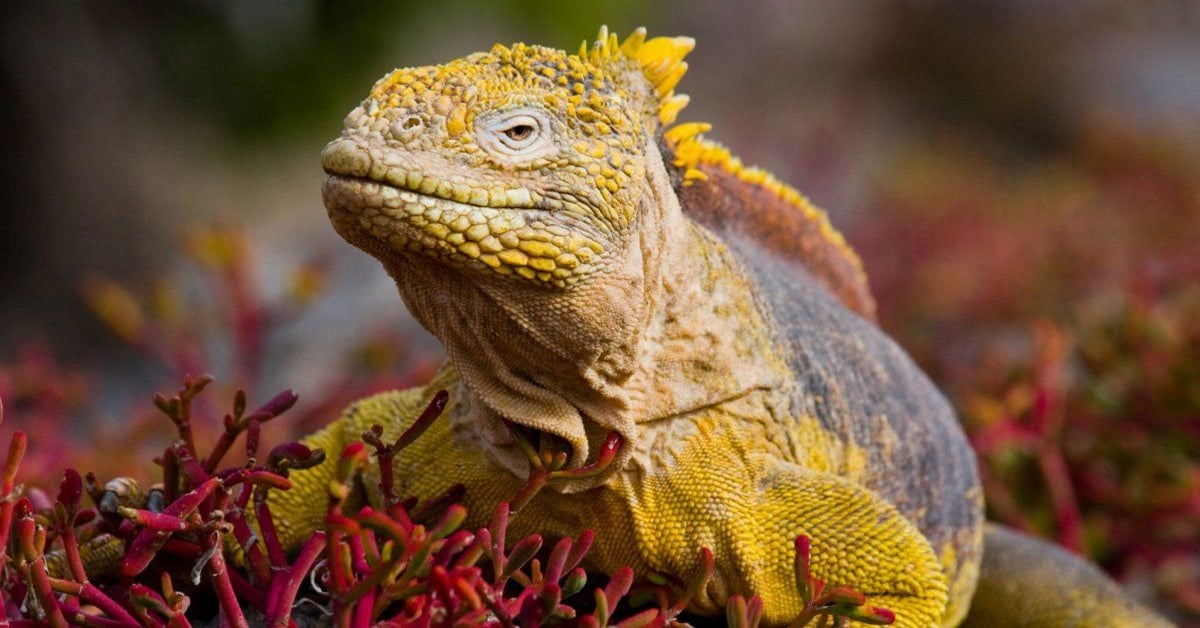 Your Dream Galapagos Vacation | All-Inclusive Silversea Cruise