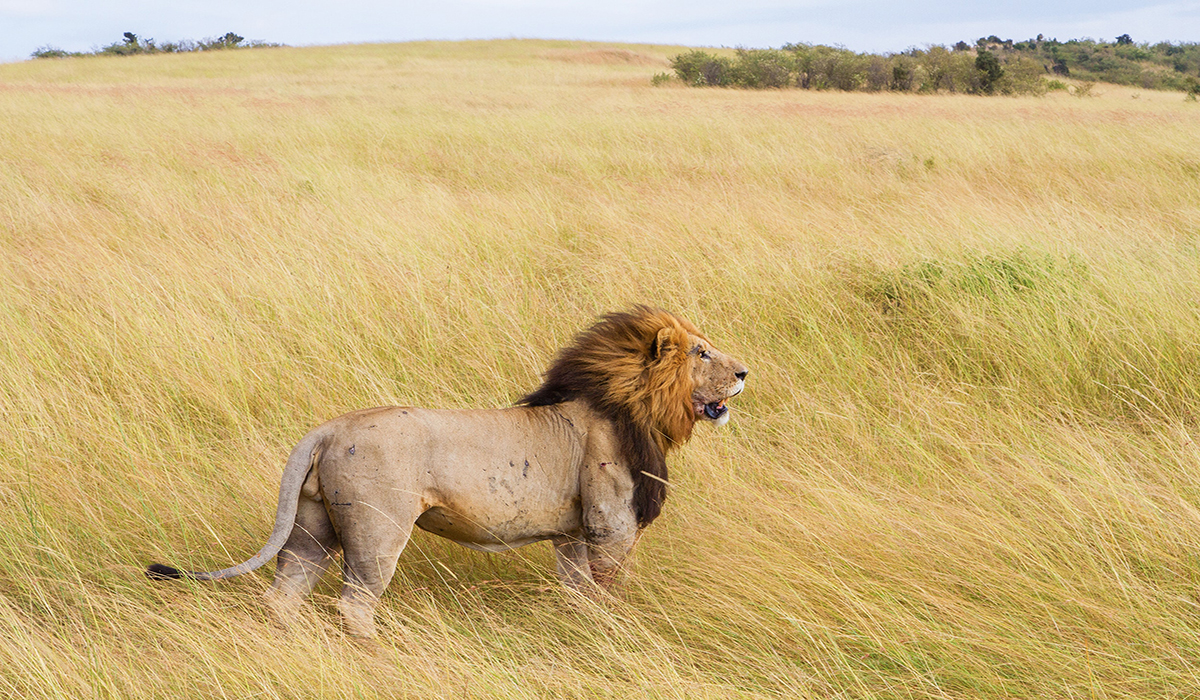 Kenya VS South Africa: Which Safari is Right For You?