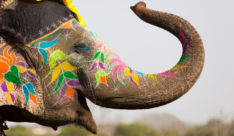 Jaipur Elephant Festival painted elephant head