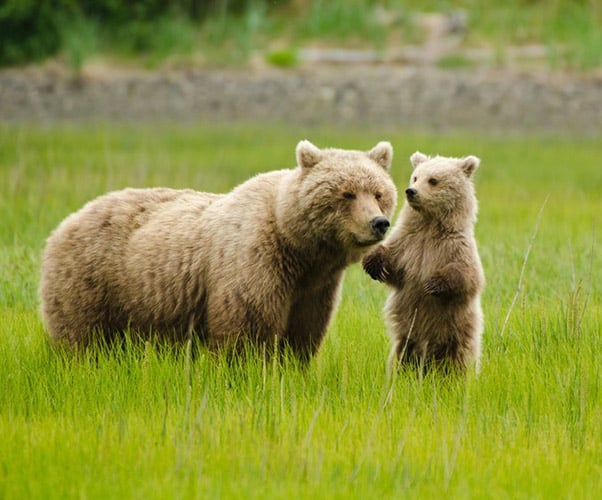 Grizzly Bears in park 