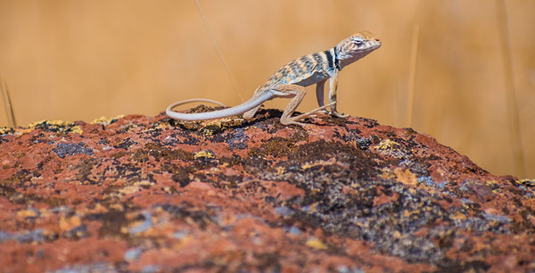 RED ROCK CANYON NATIONAL CONSERVATION AREA