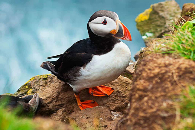 Puffins on rock in front of water