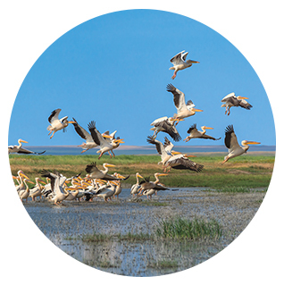 Pelican