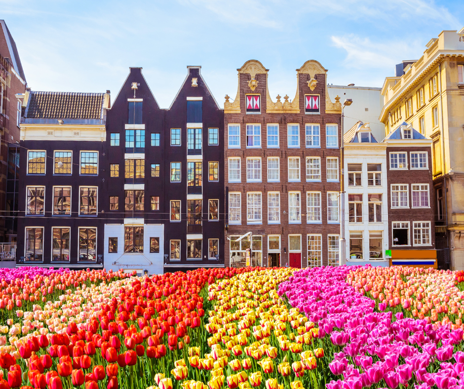 Tulips in Amsterdam