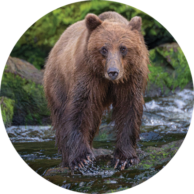 bear-icon-400-white