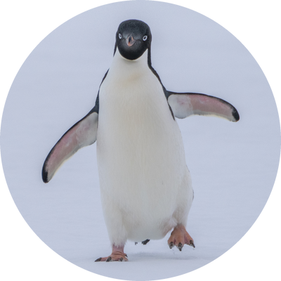penguin-icon-400-white
