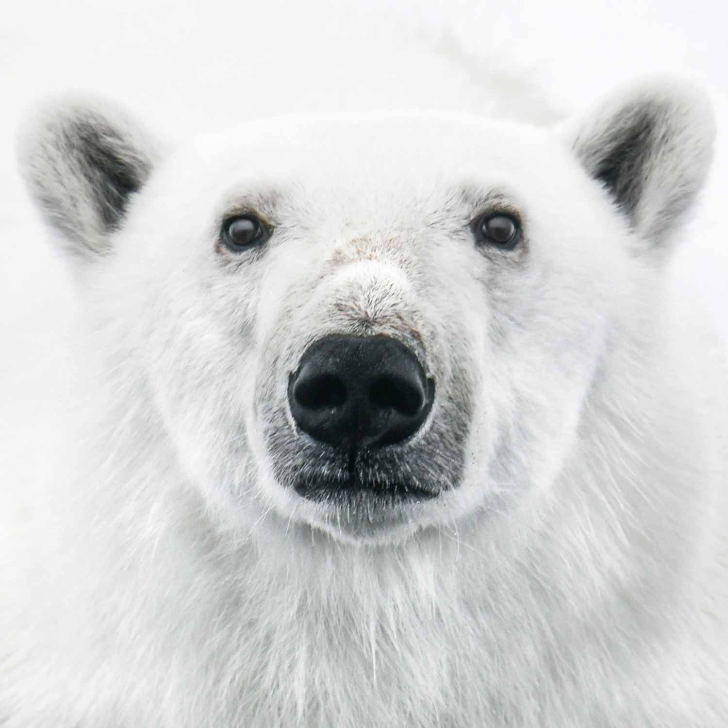polar_bear-PONANT-1500