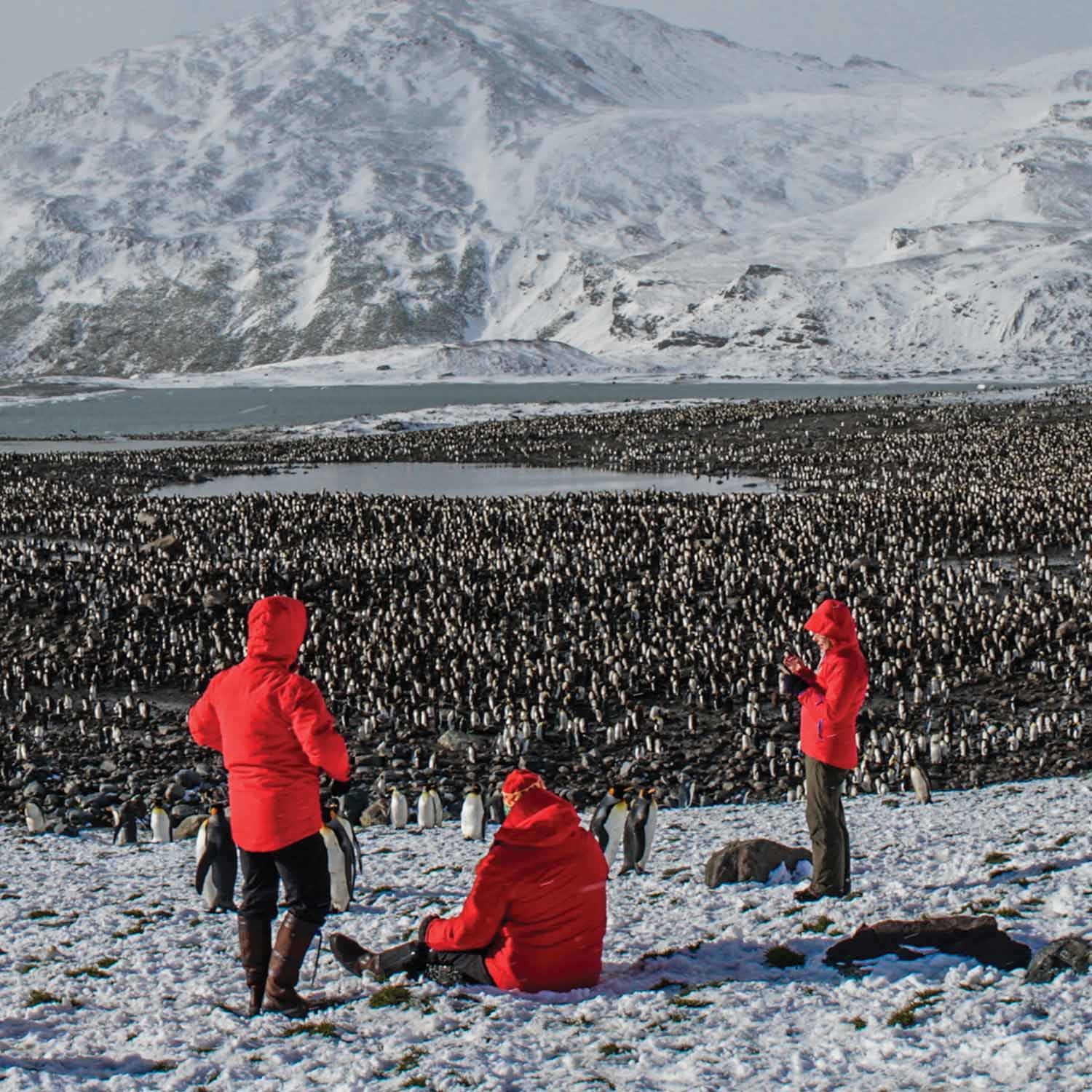 silversea-penguins-1500