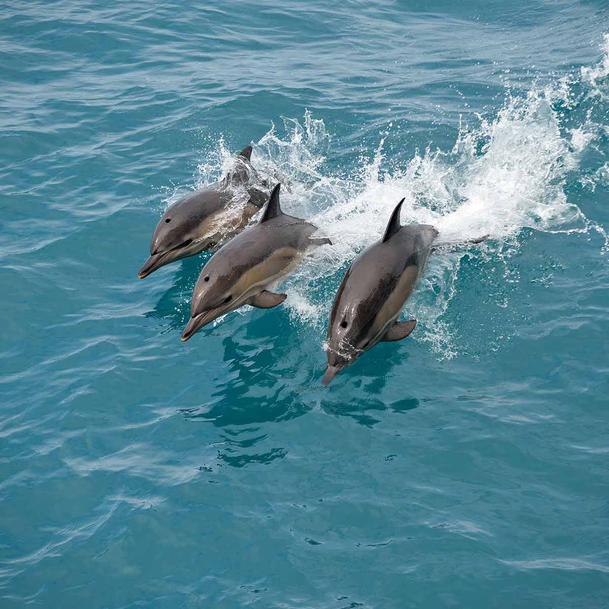 starclippers-dolphins-1200