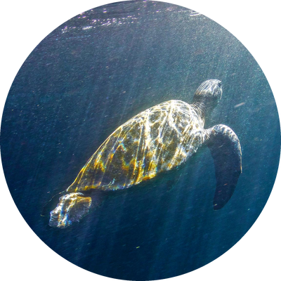 turtle-icon-400-white