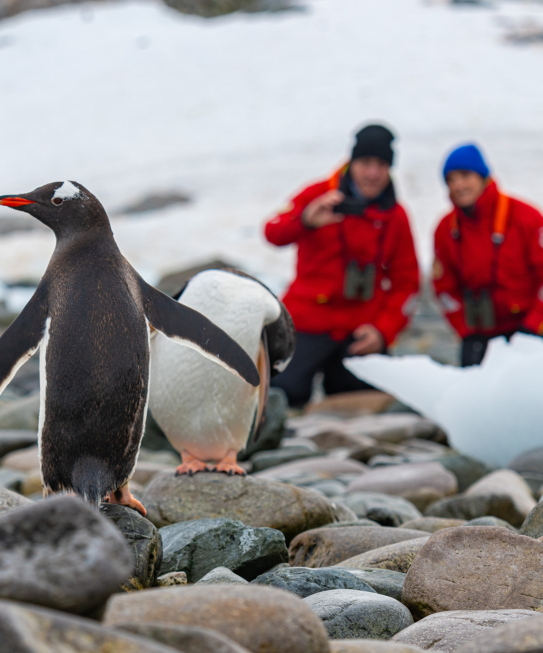 web viking Antarctica_Couple_Penguins