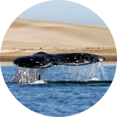 whale-icon-400-white
